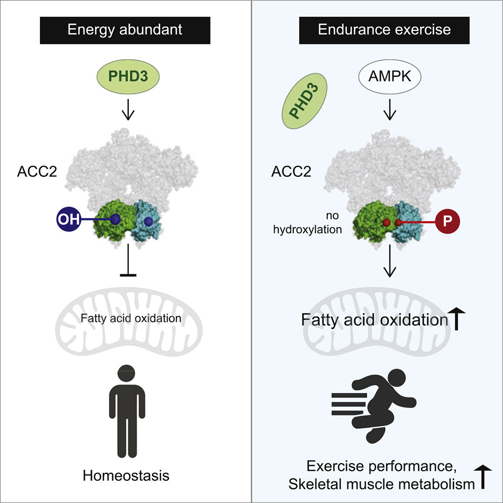 metabolism in energy abundant vs. endurance exercise states