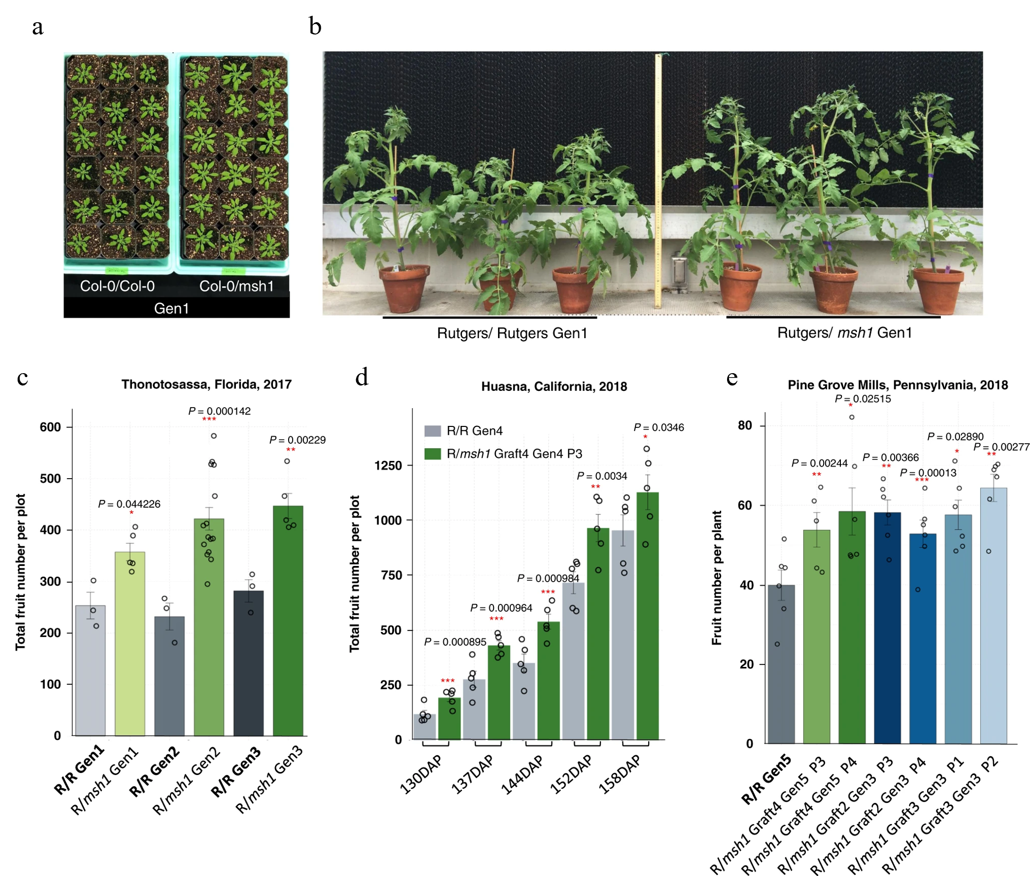 FIG. 2. a. Seedlings from grafted Arabidopsis plants comparing a control graft (left) with a graft from a plant containing a mutation on the msh1 gene. Research shows mutations on this gene trigger epigenetic reprogramming in the plant. b-e. Examples of greater vigor and seed yield for msh1 mutated tomato plants over multiple generations in different field locations. Source: Kundariya, H., et al., Nat. Comm., 11, 5343, 2020.