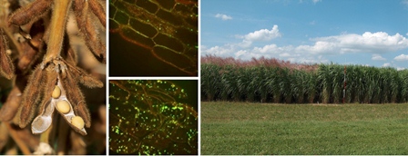 FIG. 1. Production of oil in plant leaves