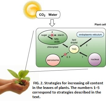 FIG. 2. Strategies for increasing oil content in t