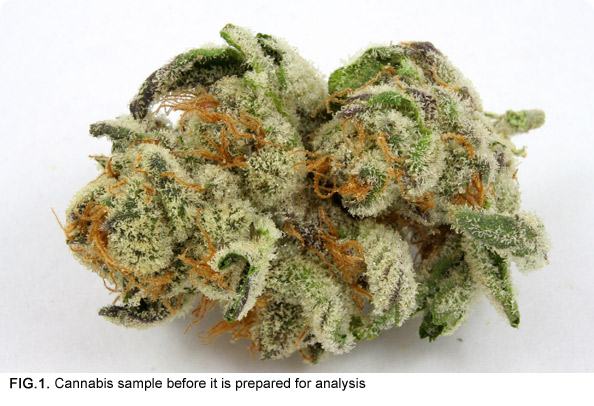 Cannabis sample before it is prepared for analysis