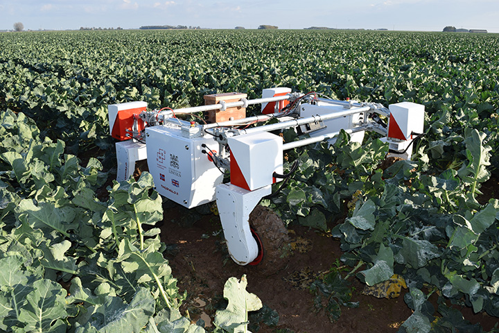 A Thorvald vegetable-picking robot. © University of Lincoln