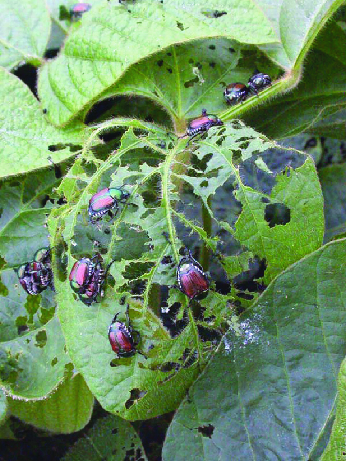 Japanese beetles consuming soybean leaves