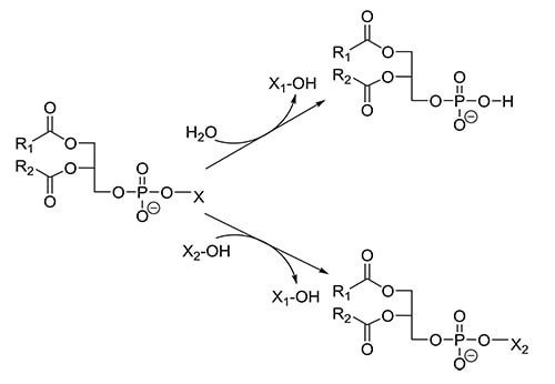 Phospholipases Figure 7
