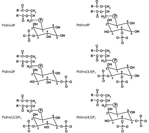 phosphoinositide structures