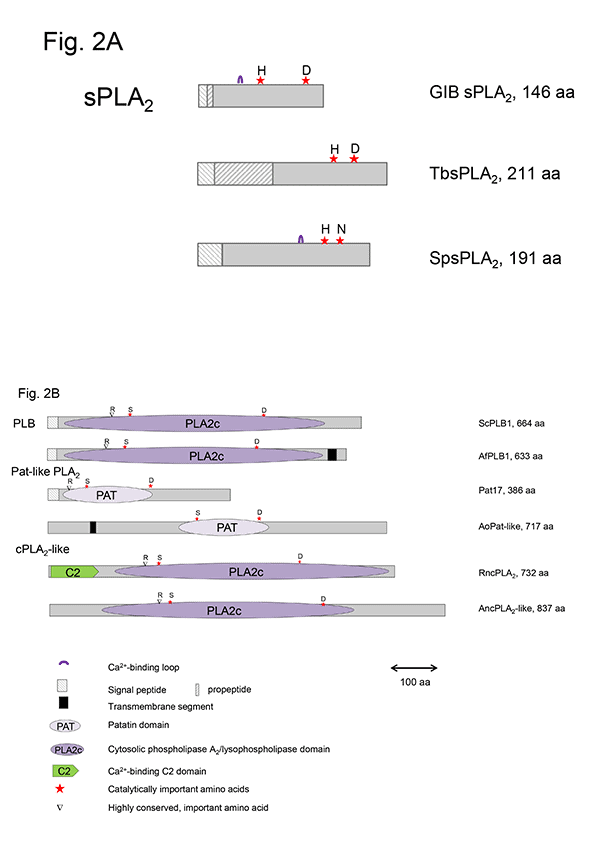 Figure 2 A_B