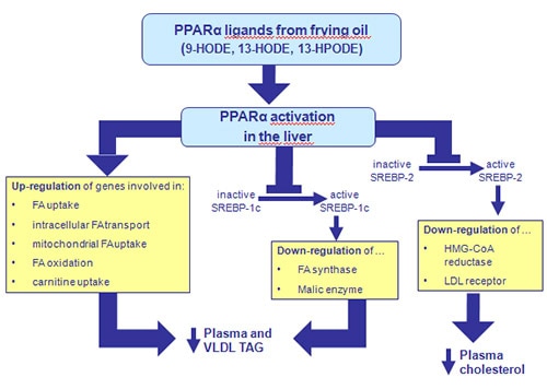 Schematic presentation of positive and negative regulation of hepatic gene expression by frying oil