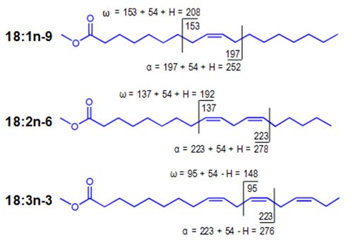 Formation of alpha and omega diagnostic ions from homoallylic FAME in CACI MS/MS