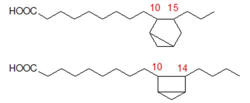Two of the possible saturated bicyclic fatty acids formed from linoleate
