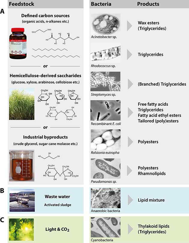 Fig. 2 Strategies to employ bacteria for the produ