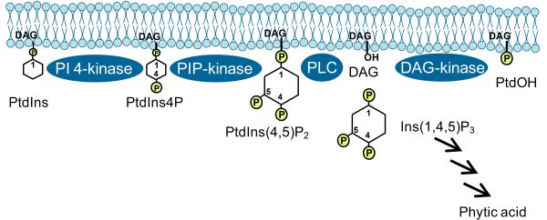 PI pathways leading to the formation second messengers