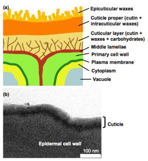 Structure of the plant cuticle