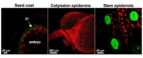 CYP86A2 (ATT1) promoter is active in cutin-synthesizing tissues