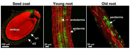 CYP86A2 (ATT1) promoter is active in cutin-synthesizing tissues