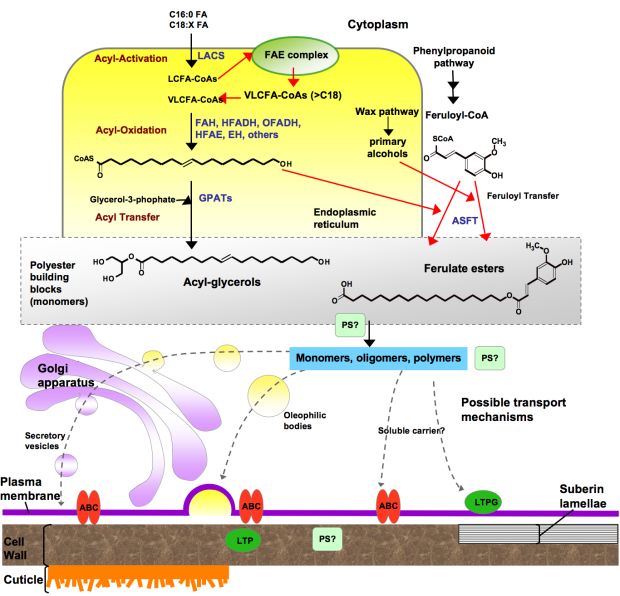 Possible steps involved in lipid polyester synthesis