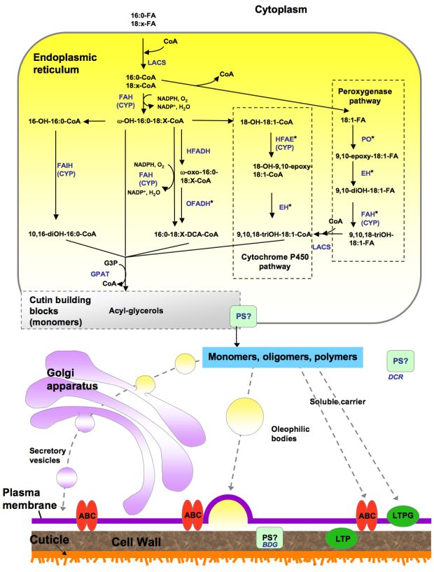 Proposed Pathways for the Synthesis of Cutin