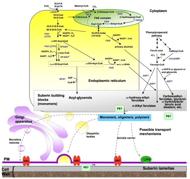 Proposed Pathways for the Synthesis of Suberin Aliphatic Polyester