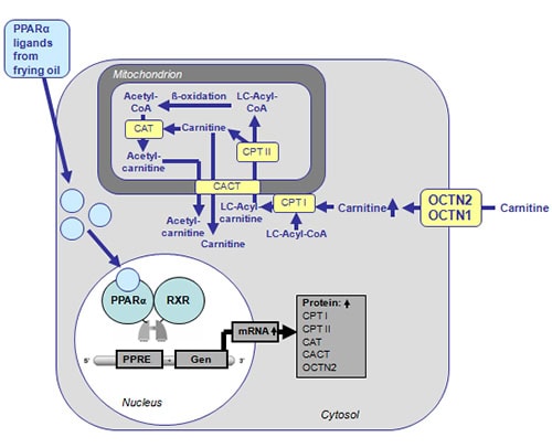 Proposed mechanism of action of PPARalpha activation by components of frying oil on cellular carnitine uptake in the hepatocyte.