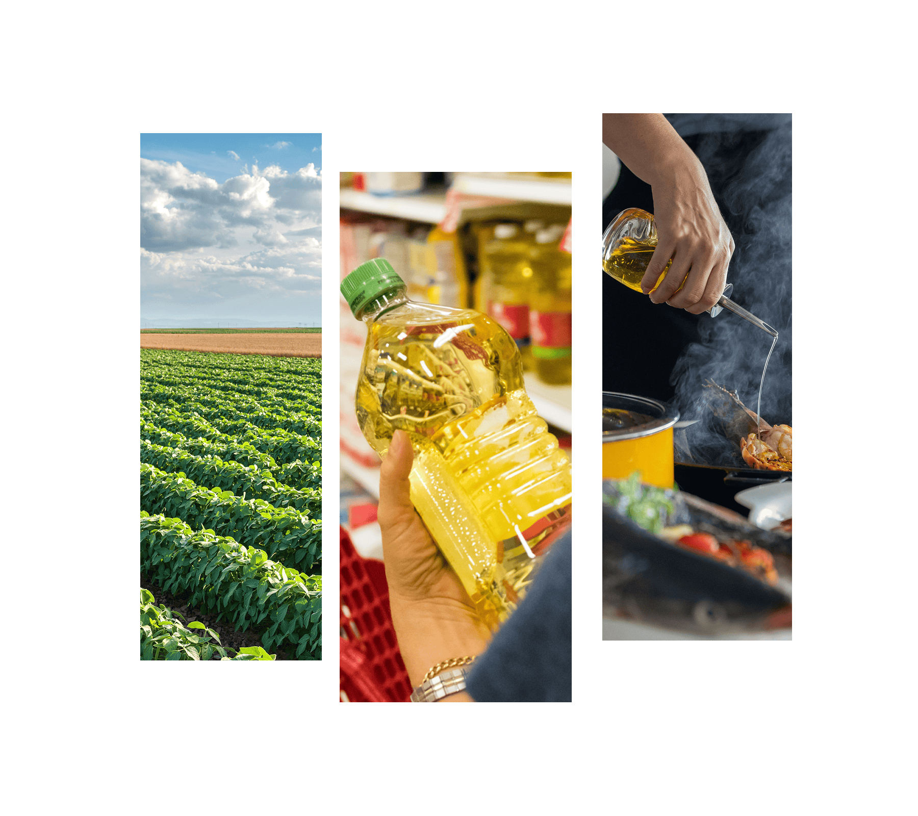 Oilseed Statement Graphic Oilseed Statement Graphic