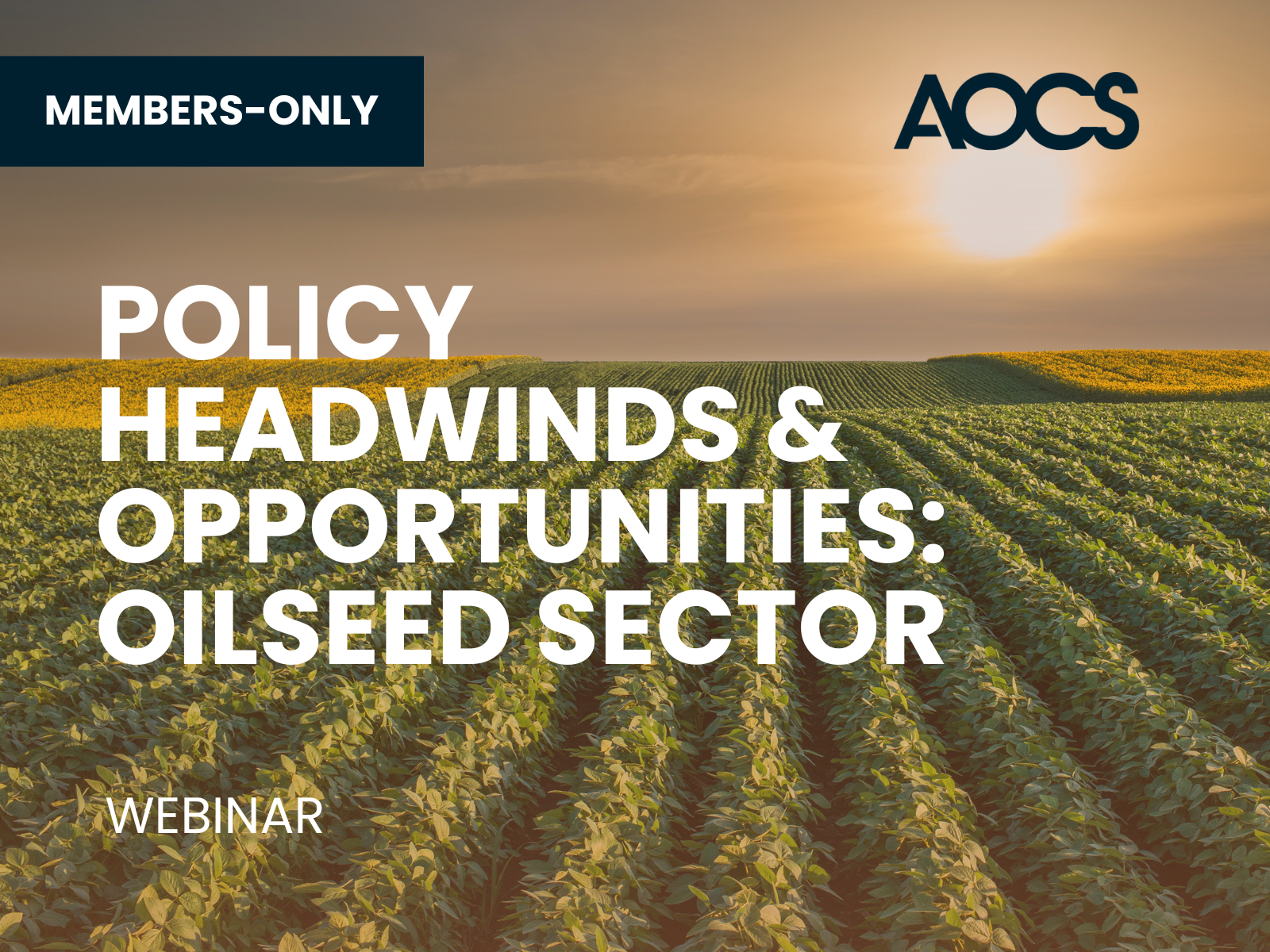 AOCS webinar promotional graphic with a soybean field at sunset and the title "Policy Headwinds & Opportunities: Oilseed Sector."