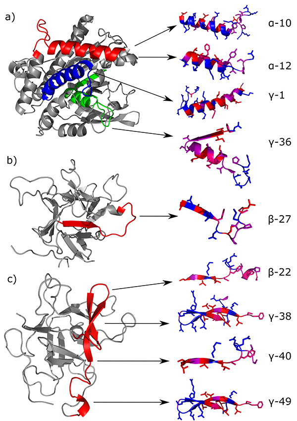 Visualization of emulsifier peptide-based models