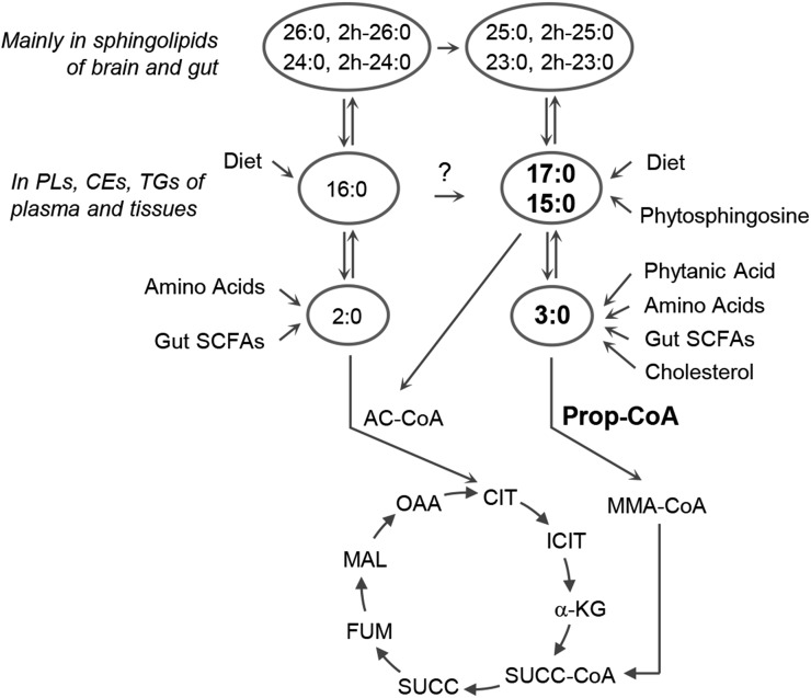  Research indicates that C15:0 and C17:0 are involved in a number of human metabolic pathways. In particular, the fatty acids are believed to provide intermediates for the citric acid cycle, an important process for energy production in mitochondria. Source: Pfeuffer, M. and A. Jaudszus, Adv. Nutr. 7: 730–4, 2016.