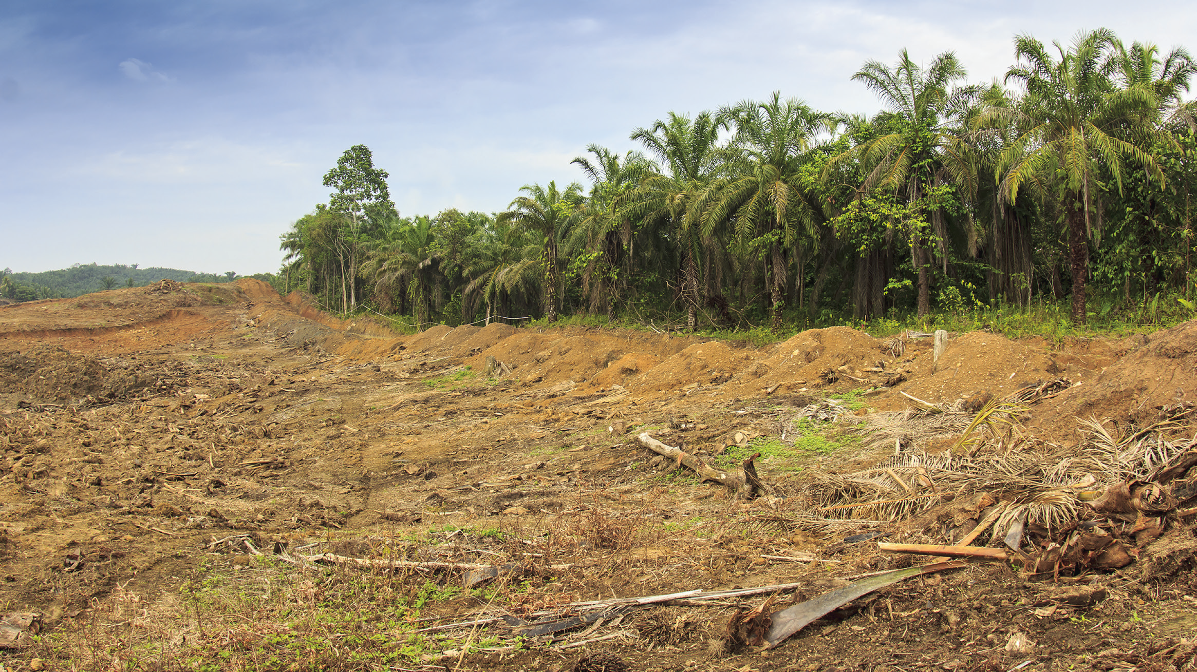 FIG. 1. Deforestation along an oil palm plantation.