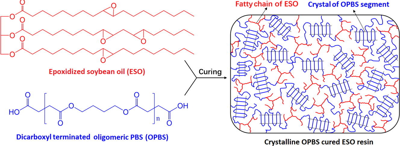 Crosslinking of an epoxidized soybean oil with a bio-based curing agent