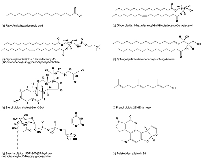 Eight categories of lipid molecules
