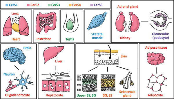 Illustration of tissues and cells