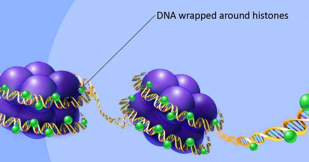 DNA wrapped around histones